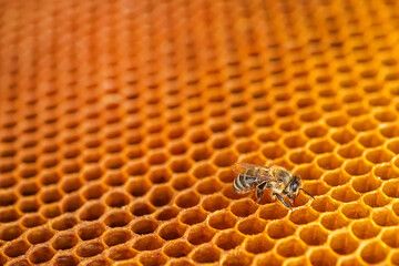 bee relishes the rich honey within the comb, amidst the warmth of golden sunlight filtering through...