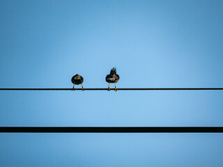 birds on a wire blue sky