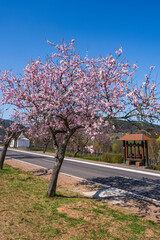 Naklejka premium Beautiful pink blooming almond trees on a sunny day in Rhineland-Palatinate/Germany in spring