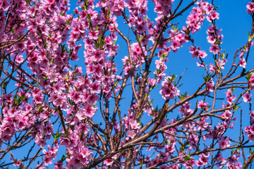 Gorgeous pink almond blossoms against a bright blue sky in Rhineland-Palatinate/Germany in spring