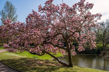 Beautifully blooming magnolia tree in the backlight in the spa gardens of Wiesbaden/Germany
