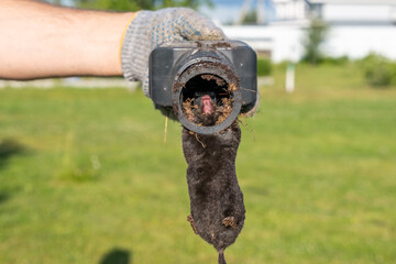 Obraz premium Mole in a trap in the hands of a gardener against the backdrop of a lawn, close-up image