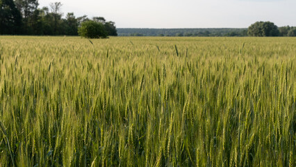 Two-rowed barley or Hordeum distichon growing in the field, stems in the rays of sunlight.