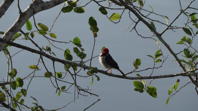 yellow billed cardinal, Paroaria capitata, a bird species with a bright red head native to the swamps of the Pantanal wetlands in Brazil.