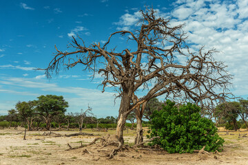 Dry landscape along the Khwai River in the Okavango Delta, Botswana - 741649655