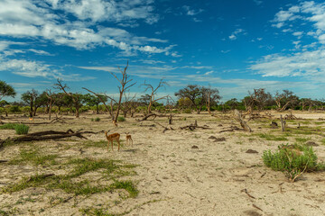 Dry landscape along the Khwai River in the Okavango Delta, Botswana - 741650041