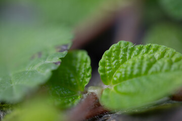 Jardín sembrado de Helechos.