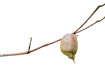 Ootheca-praying mantis egg on branch on a white background