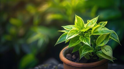 photograph of Plant in a pot on blurred living room interior background wide angle