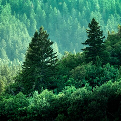 Pine Forest in Wilderness Mountains