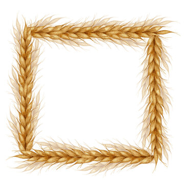 Ears of wheat. Bakery farm food concept. Watercolor frame of Cereal ears. Template for bakeries, bakehouses confectioner. Bakery. For design of labels and packaging of goods, cards, shops