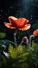 Sun illuminates red poppies with sparkling dewdrops against a dark background.