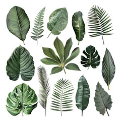 Set of Tropical leaves