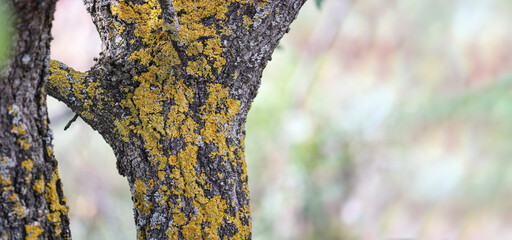 Common orange lichen (Xanthoria parietina) on tree bark, lichen on fruit trees contributes to the spread of pests. - obrazy, fototapety, plakaty