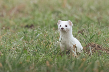 Hermelin - Wiesel im Winterkleid auf einer Wiese
