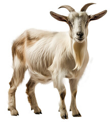 Curious White Goat Staring - Isolated Transparent PNG