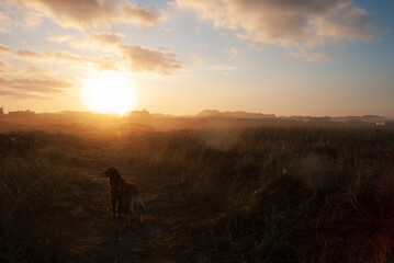 Nebelmorgen - mit dem Hund am frühen Morgen in einem Dünengebiet unterwegs - obrazy, fototapety, plakaty
