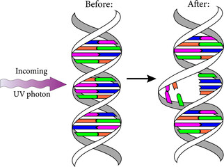 Diagram showing the Ultraviolet  photons harm the DNA molecules of living organisms in different ways.Vector illustration.