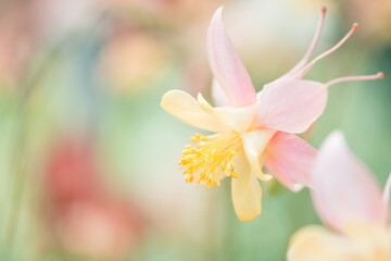 Delicate pink aquilegia flower close-up in the garden. Selective focus.