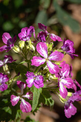 Fototapeta premium Lunaria annua