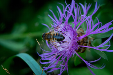 Abeja europea (Apis mellifera)