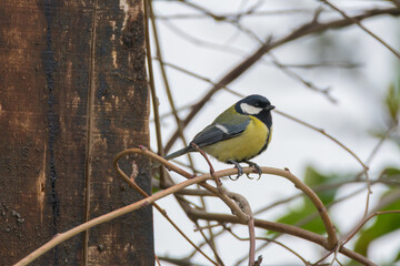 Great tit (Parus major) sits on branch on juniper (Juniperus),
