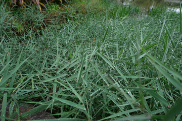 Grass with water drop in the garden.