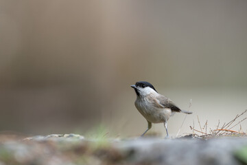 Mésange des marais ou mésange à tête noire (Poecile montanus) posée sur un vieux muret en pierre
