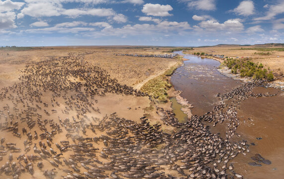 Aerial panoramic view of Buffalos in Maasai Mara National Reserve, Rift Valley Province&lrm;, Kenya.