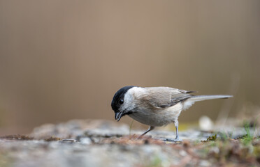 Mésange des marais ou mésange à tête noire (Poecile montanus) posée sur un vieux muret en...