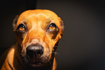 Portrait of a small brown mixed race dog, Looking into the sun.