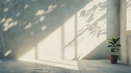 Natural Light on Minimalist White Wall Background