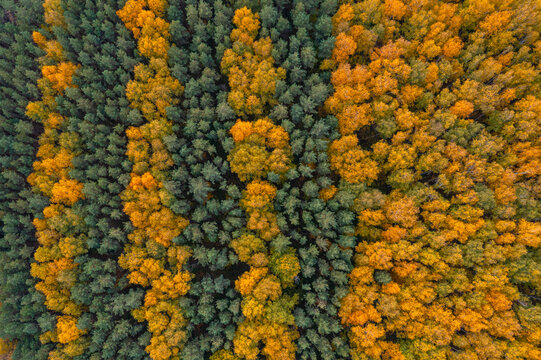 Aerial view of trees in autumn colours in Lipetsk countryside, Lipetsk, Yarlukovsky, Tula Oblast, Russia.