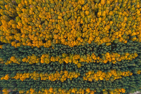 Aerial view of trees in autumn colours in Lipetsk countryside, Lipetsk, Yarlukovsky, Tula Oblast, Russia.