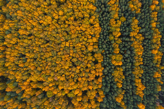 Aerial view of trees in autumn colours in Lipetsk countryside, Lipetsk, Yarlukovsky, Tula Oblast, Russia.