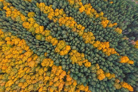 Aerial view of trees in autumn colours in Lipetsk countryside, Lipetsk, Yarlukovsky, Tula Oblast, Russia.