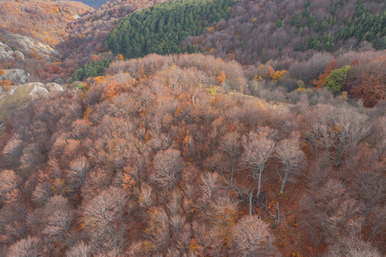 Aerial view of trees in a forest in autumn colours in Crimea Region, Autonomous Republic of Crimea, Ukraine.