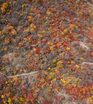 Aerial view of trees in a bush in autumn colours in Crimea Region, Autonomous Republic of Crimea, Ukraine.