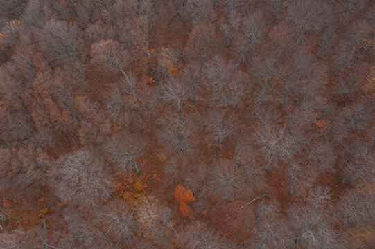 Aerial view of trees in a forest in autumn colours in Crimea Region, Autonomous Republic of Crimea, Ukraine.