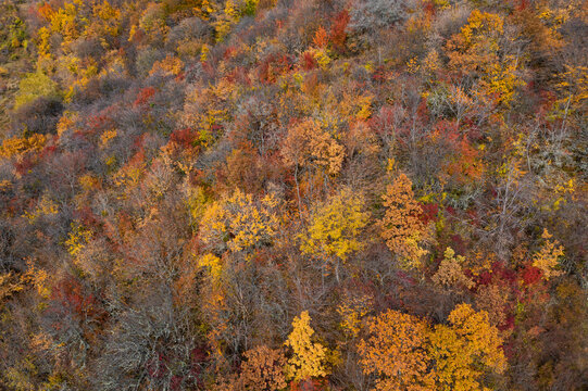 Aerial view of trees in a bush in autumn colours in Crimea Region, Autonomous Republic of Crimea, Ukraine.