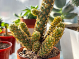 Beautiful indoor cactus pot plants of Mammillaria elongata from a nursery garden.