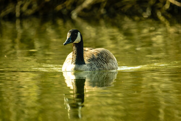 goose on the water