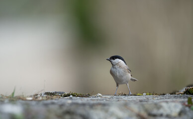 Mésange des marais ou mésange à tête noire (Poecile montanus) posée sur un vieux muret en pierre
