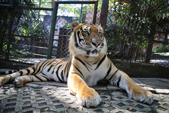 Sumatran tiger in close up