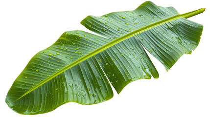 Fresh green banana leaf with water droplets
