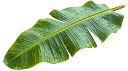 Fresh green banana leaf with water droplets