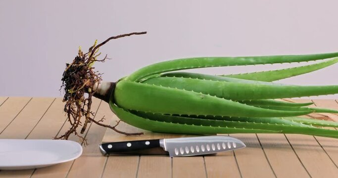  video of aloe vera being cut and chopped on wooden chopping board and washed in water