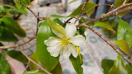 Close-up of white apricot flowers in Mekong Delta Vietnam.
