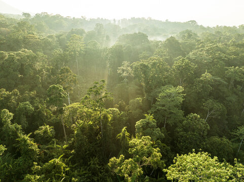 Aerial View of sun rays shining over jungle canopy on a bright sunny morning in Halmahera, Indonesia.