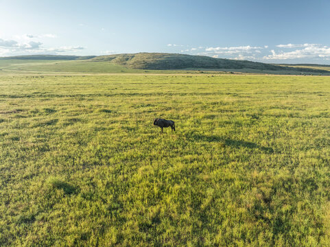 Aerial view of Wildebeest (Gnu) in the Welgevonden Nature reserve near Modimolle Munic town, Limpopo region, South Africa.
